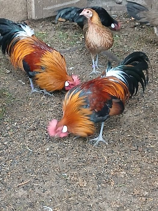 Продам сімью феніксів 1+2.