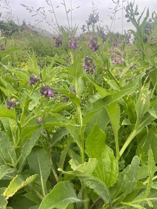ŻYWOKOST cała roślina/korzenie/liście