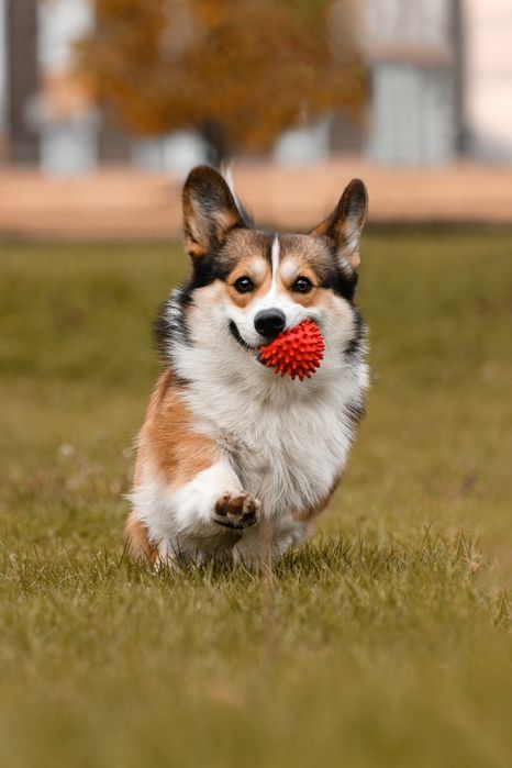 Вязка мальчик корги , окрас соболь