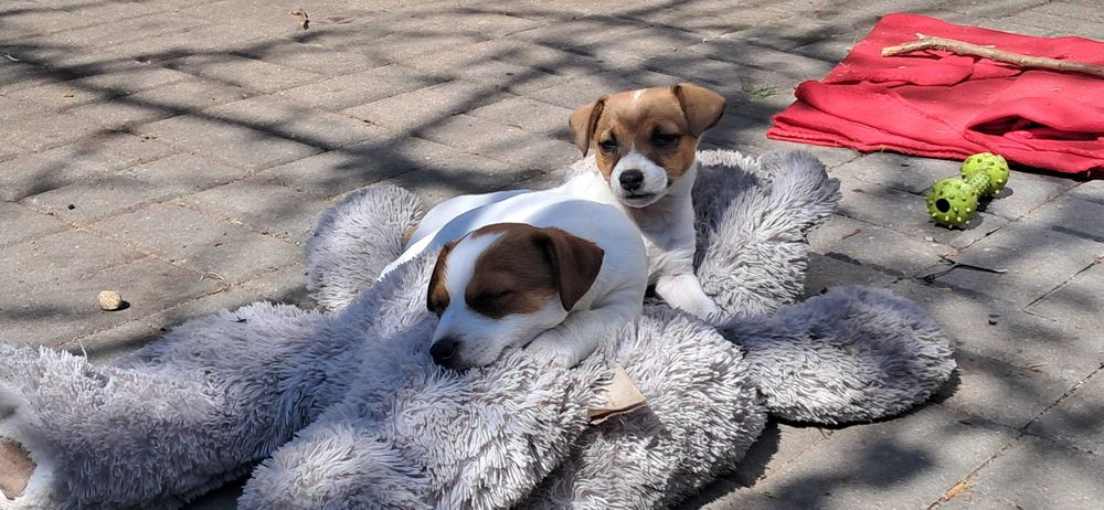 Jack Russell Terrier