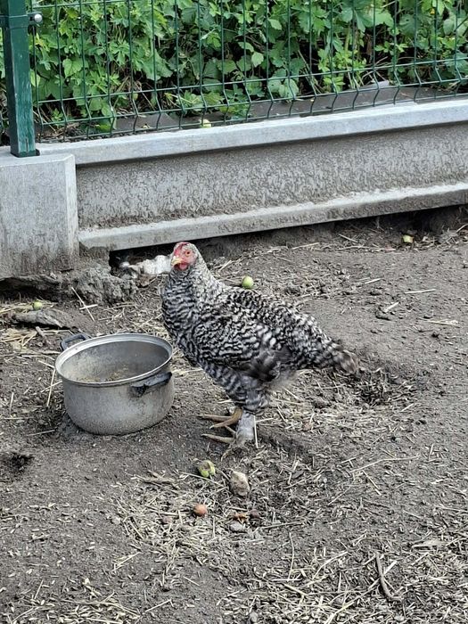 Kogut jarzębiaty