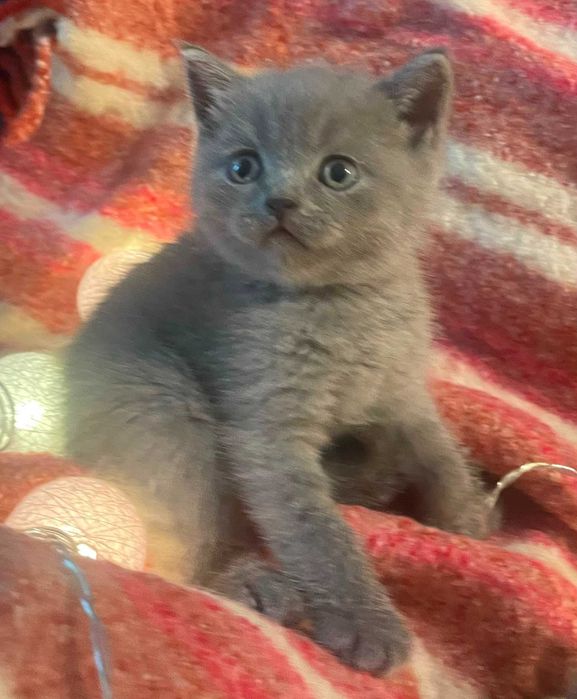 British Shorthair azul