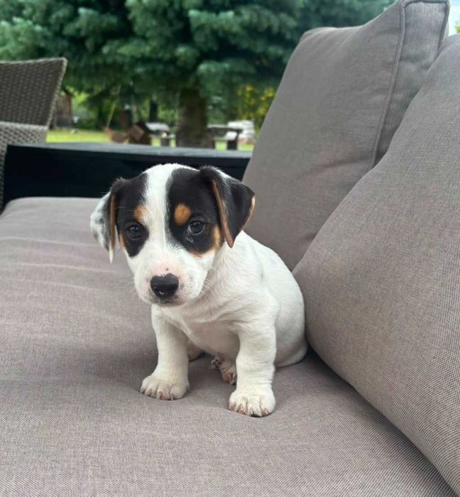 Jack Russell Terrier - piesek