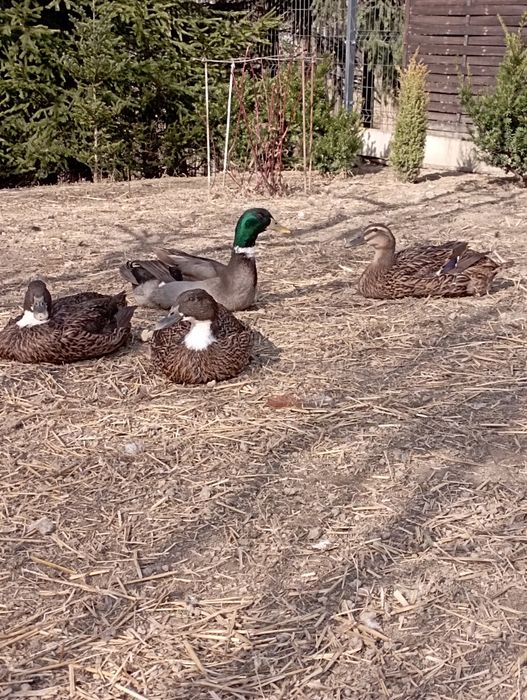 Jajka kacze lęgowe różne
