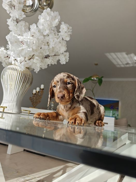 Cachorro Teckel Merle