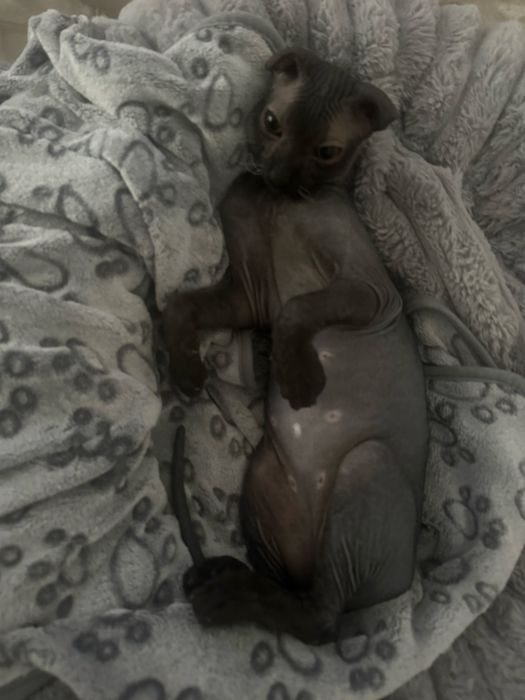 Украінський левкой вʼязка