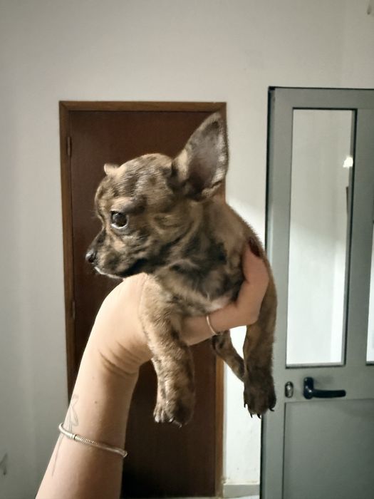 Chihuahua malhadinho