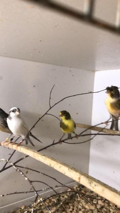 Sprzedam kanarki timbradory