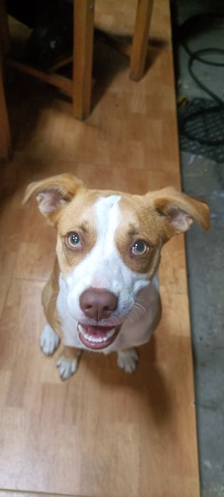 Doação de cachorro de caça mais informações na legenda