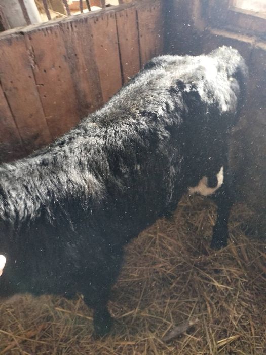 Продам бычка 7ми дневнего