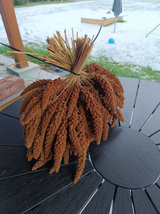 Sprzedam proso senegalskie czerwone 1kg z własnej uprawy