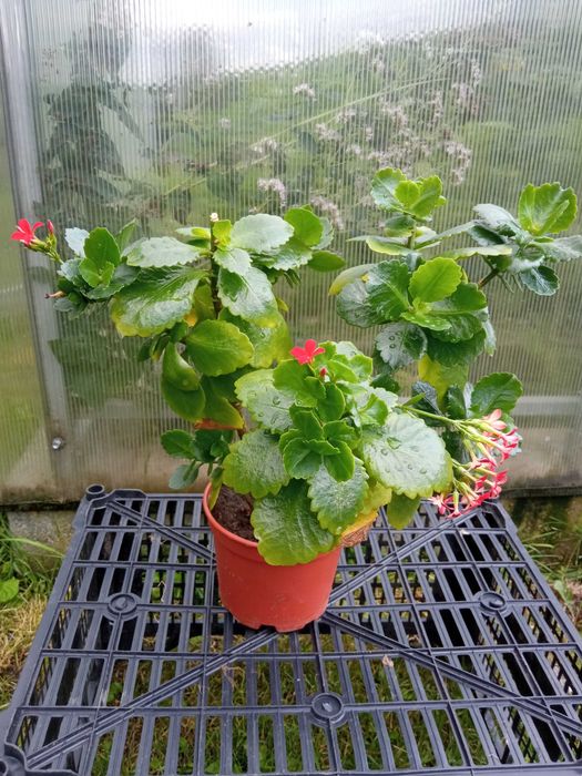 Kwiatek Kalanchoe Blossfelda czerwone  kwiaty