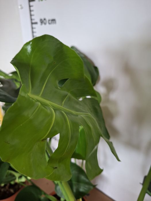 Monstera deliciosa DUŻA, WYSYŁKA