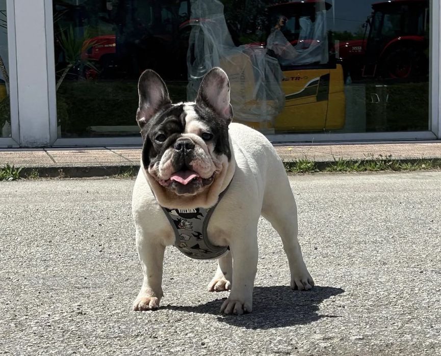 bulldog  frances femea