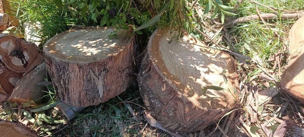 Vendo diversos Troncos de madeira de Eucalipto