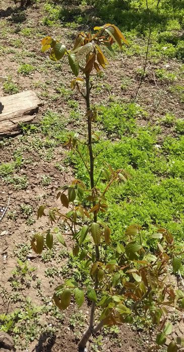 Грецкий орех саженец