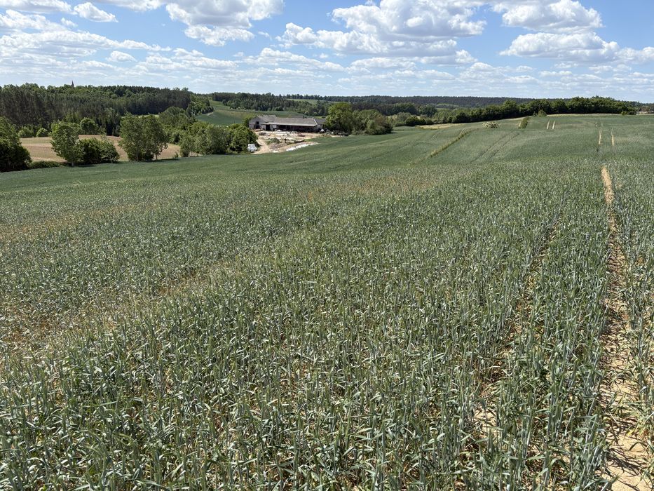 Działka budowlana 3000 m2,pojezierze brodnickie z warunkami zabudowy