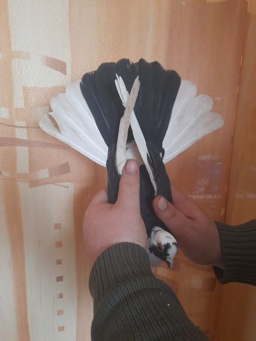Golebie zamojskie 2 samiczki