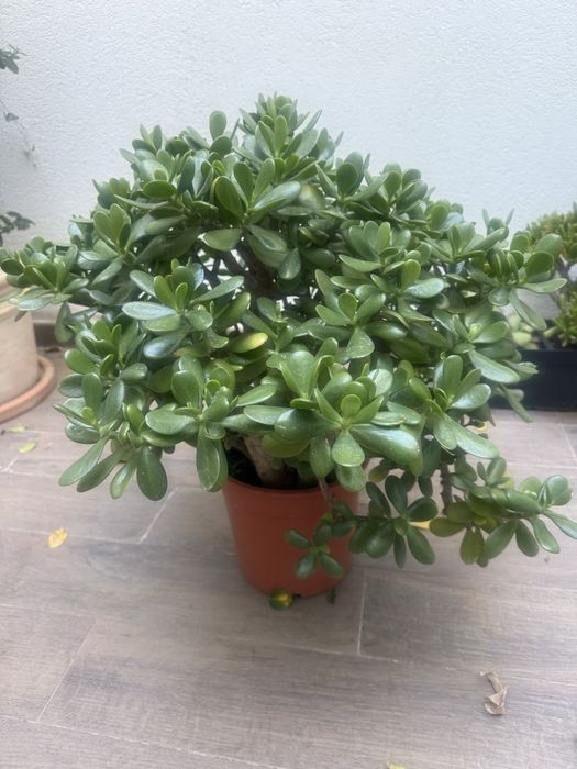 Planta natural da familia suculentas