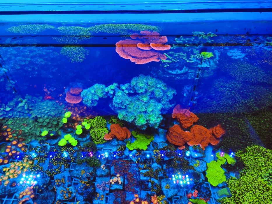 Koralowce różne rodzaje