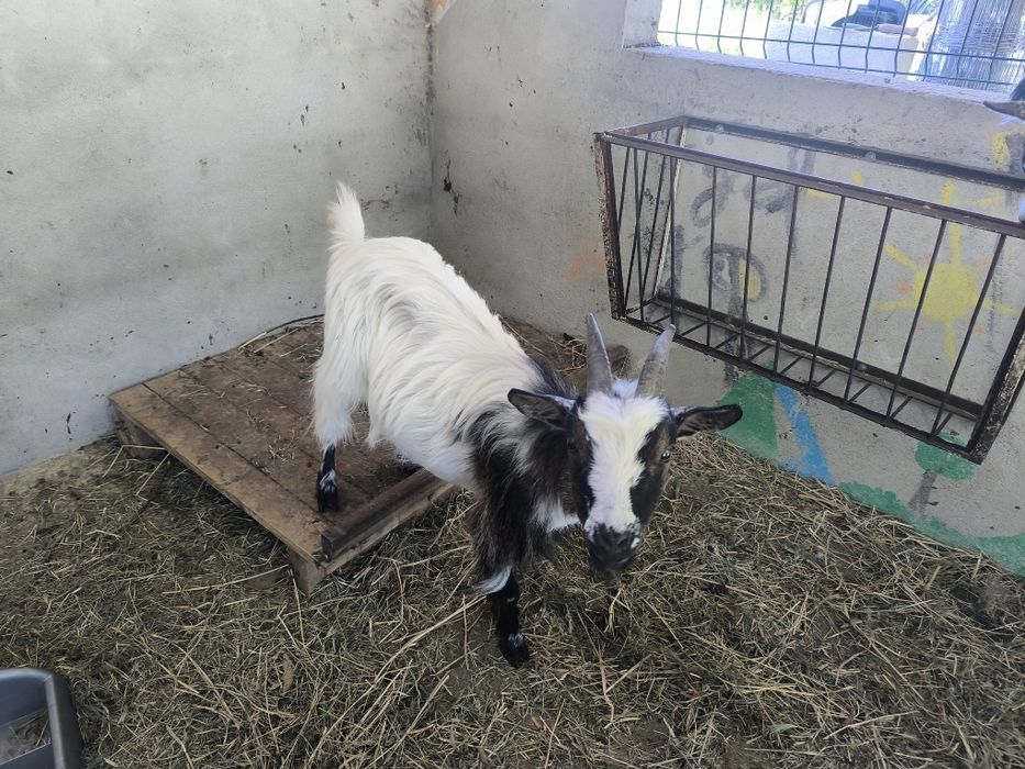 3 Cabras anãs de pêlo longo para venda COIMBRA