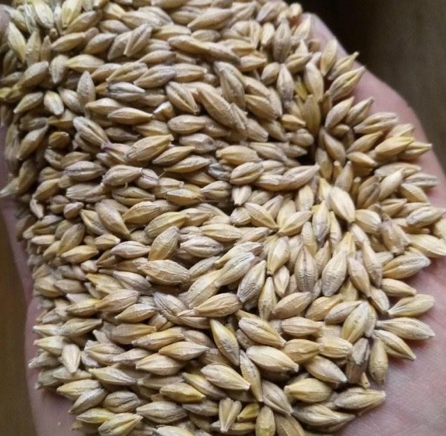 Продам ячмінь, зерно ячменю.