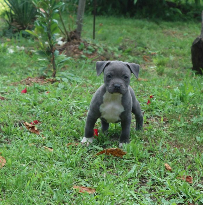 Amstaff American Staffordshire Terrier Amstaf BLUE sunia błękitna