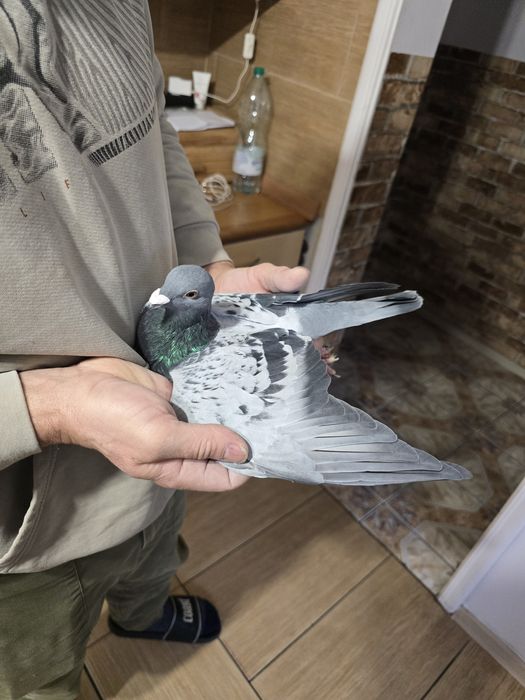 Gołębie pocztowe 72