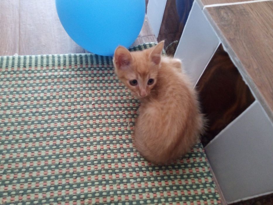Gatinhas para adopção