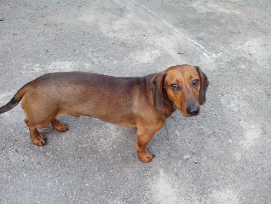 Вязка Такса Мисливська