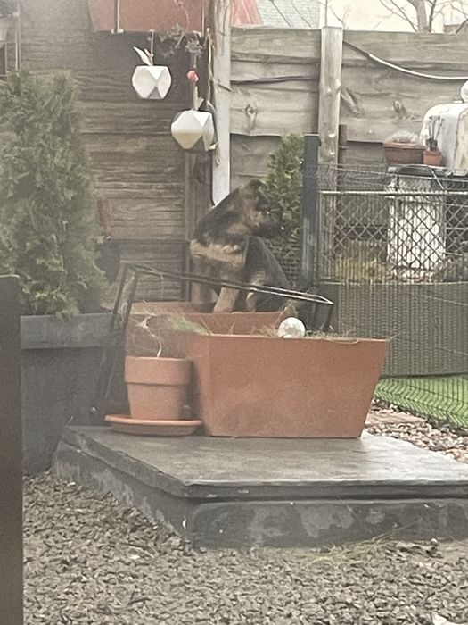 Друг і охоронець