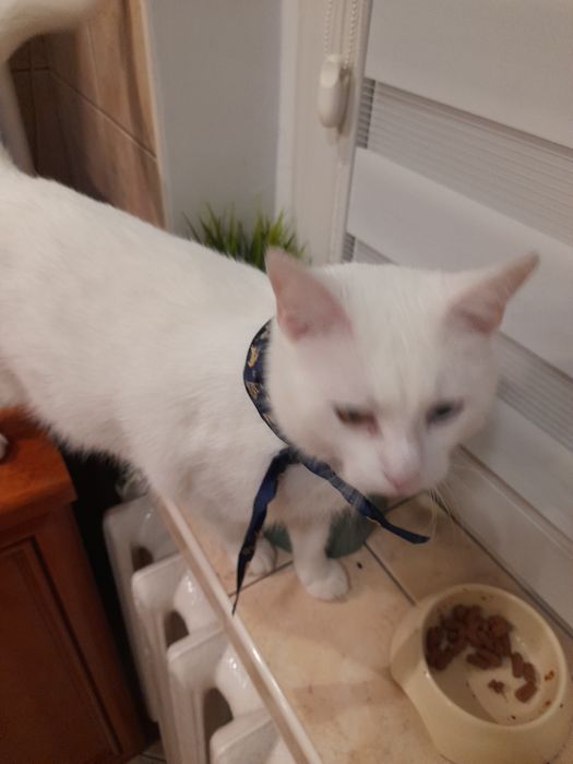 Kotek do oddania w dobre ręce