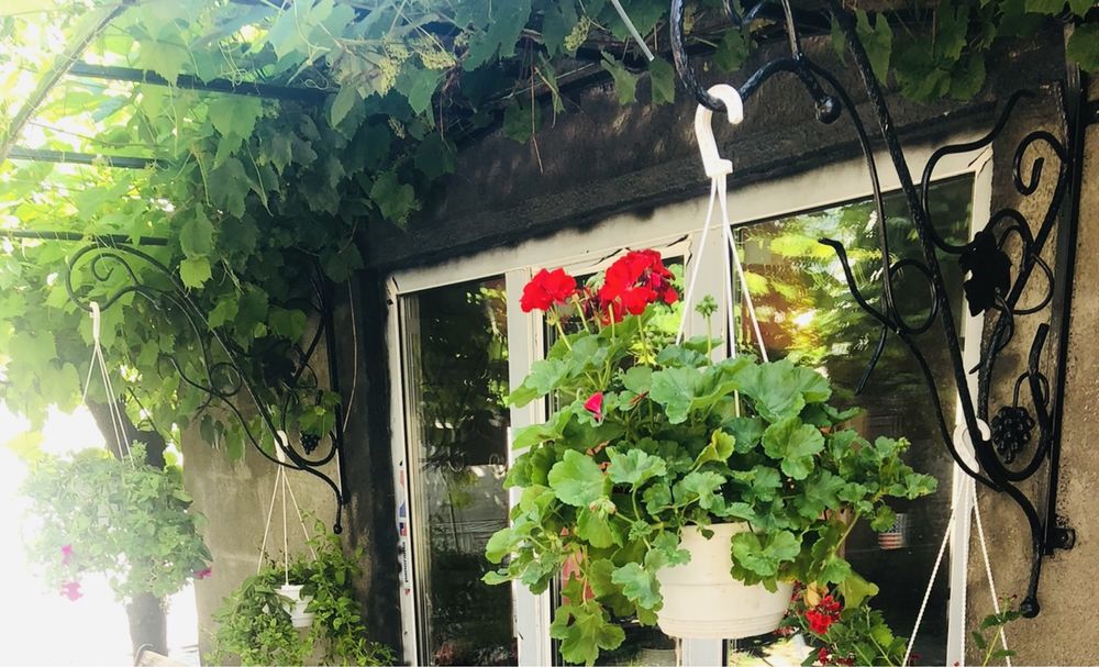 Кований дашок виноград