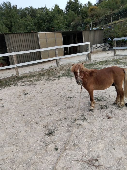 Vendo pônei muito meigo