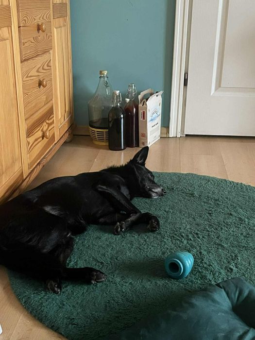 Dziadek traci dom tymczasowy