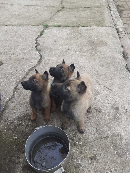 Щенки бельгийской овчарки малинуа