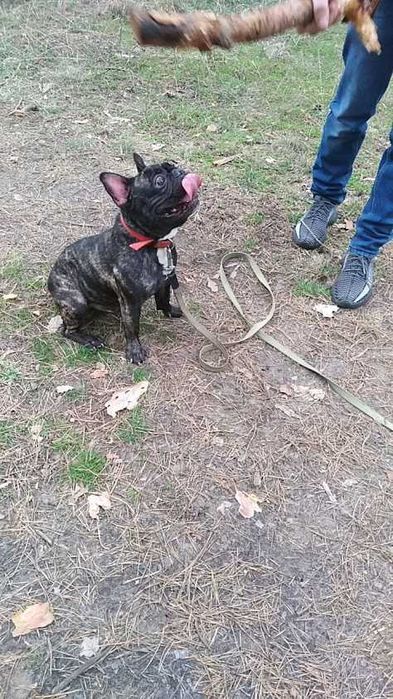 Французский бульдог вязка