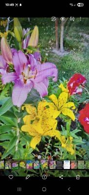 Ogrodek dzialkowy Kepno