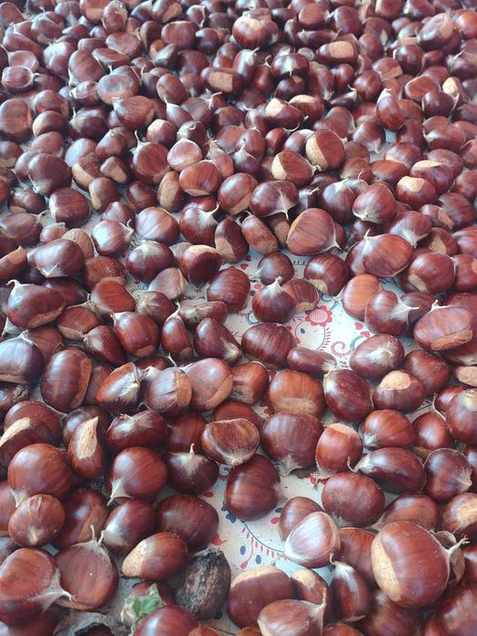 Vendo castanhas