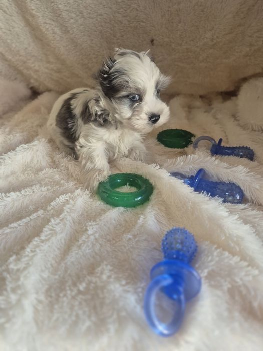 Biewer Terrier Macho Blue berry Criadora Registada PT 3088 FL
