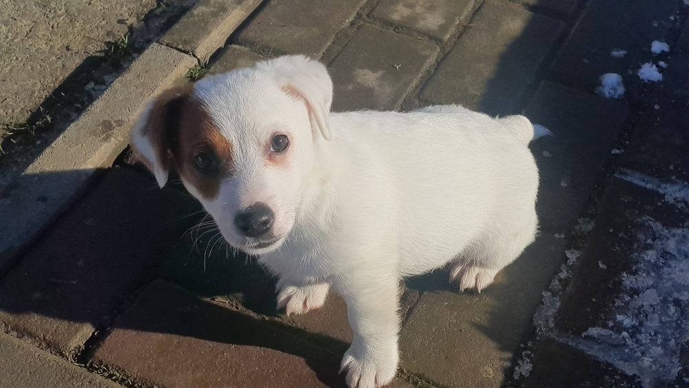 Jack Russell Terrier