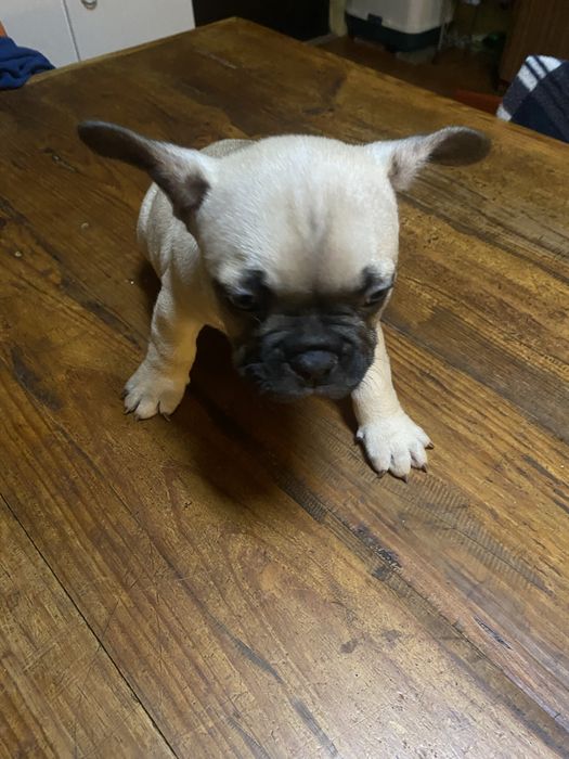 Bulldogue frances