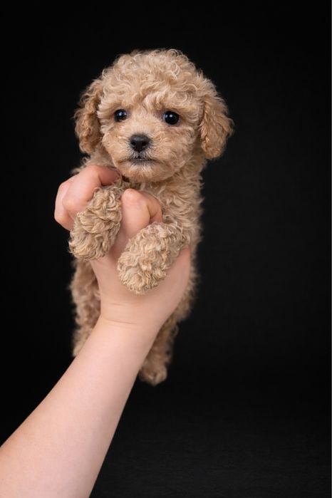 Элитный мальчик мальтипу — качество и красота