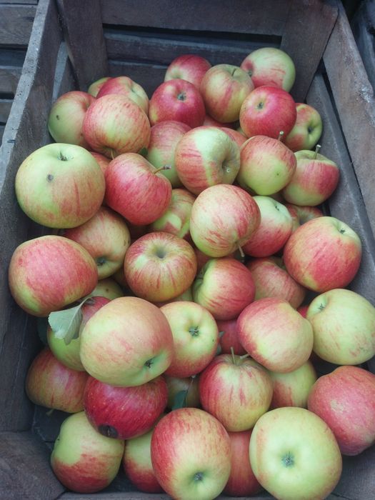 Jabłka odmiana Szampion paczka 10kg od producenta wysyłka Inpost