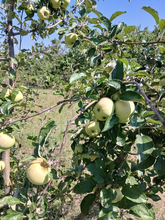 Продам дачу на правом берегу