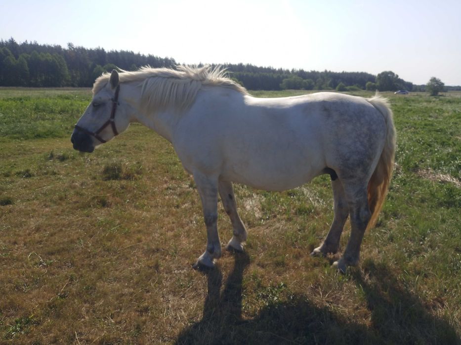 Klacz siwa źrebna 10 lat!!;