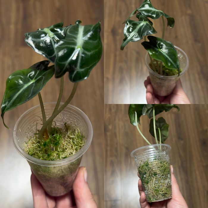 Алоказия Pink Dragon variegated, Сциндапсус White Monster