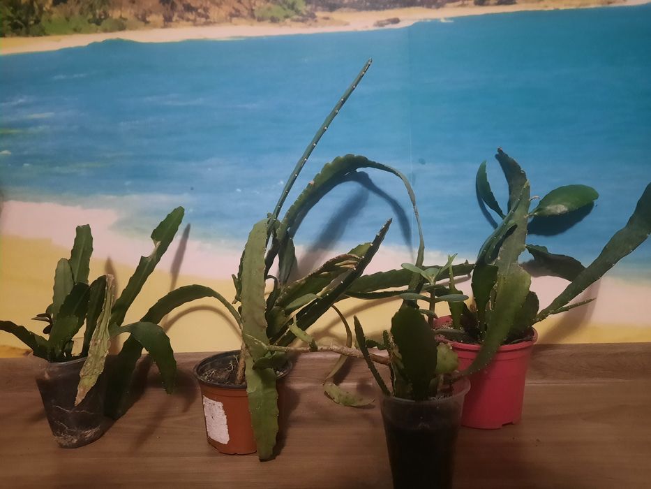 Епіфіллум рожевий