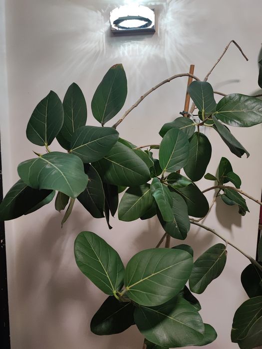 Fikus Benghalensis