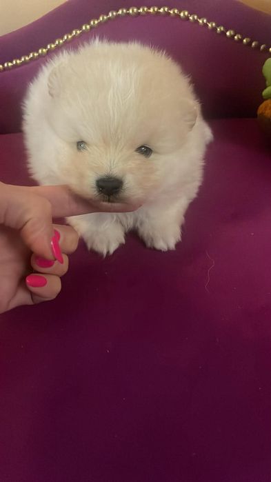 Szpic miniaturowy pomeranian piesek